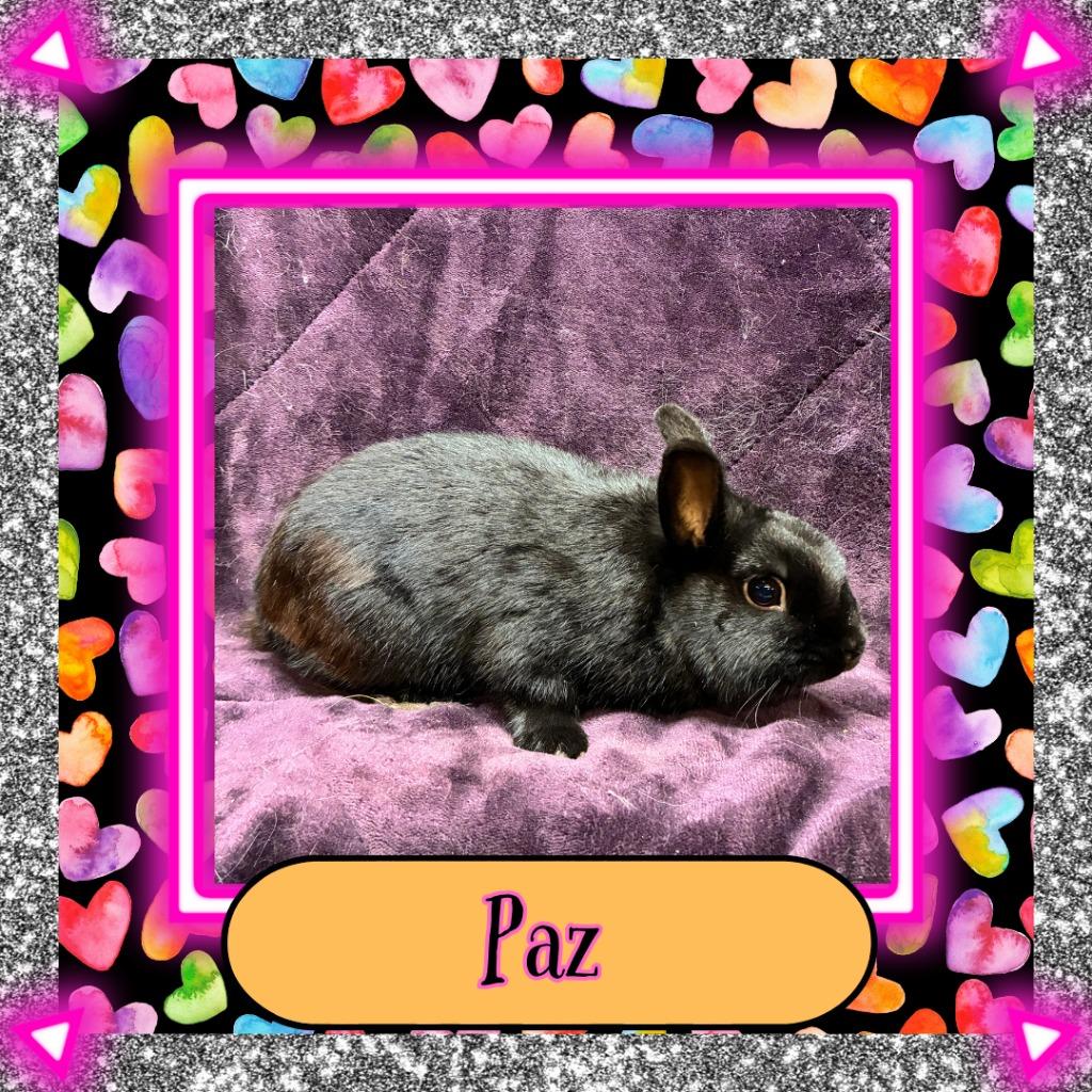 Enlarge Paz, a Adoptable Dwarf in Elizabethtown, KY image 5/5