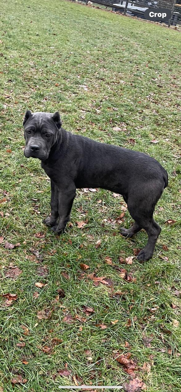 Winter, ADOPTABLE, Puppy Female Cane Corso.