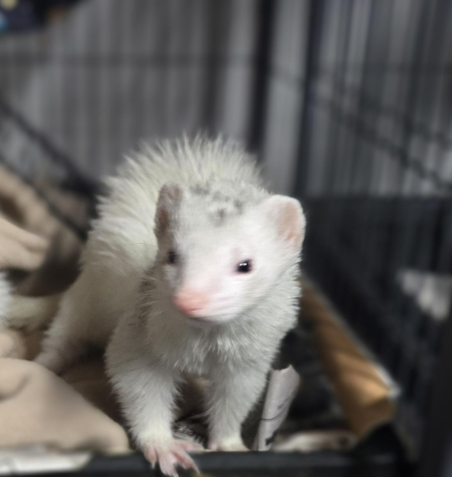 Enlarge Bear and Coco, a ADOPTABLE Ferret in Randolph, NJ image 4/4
