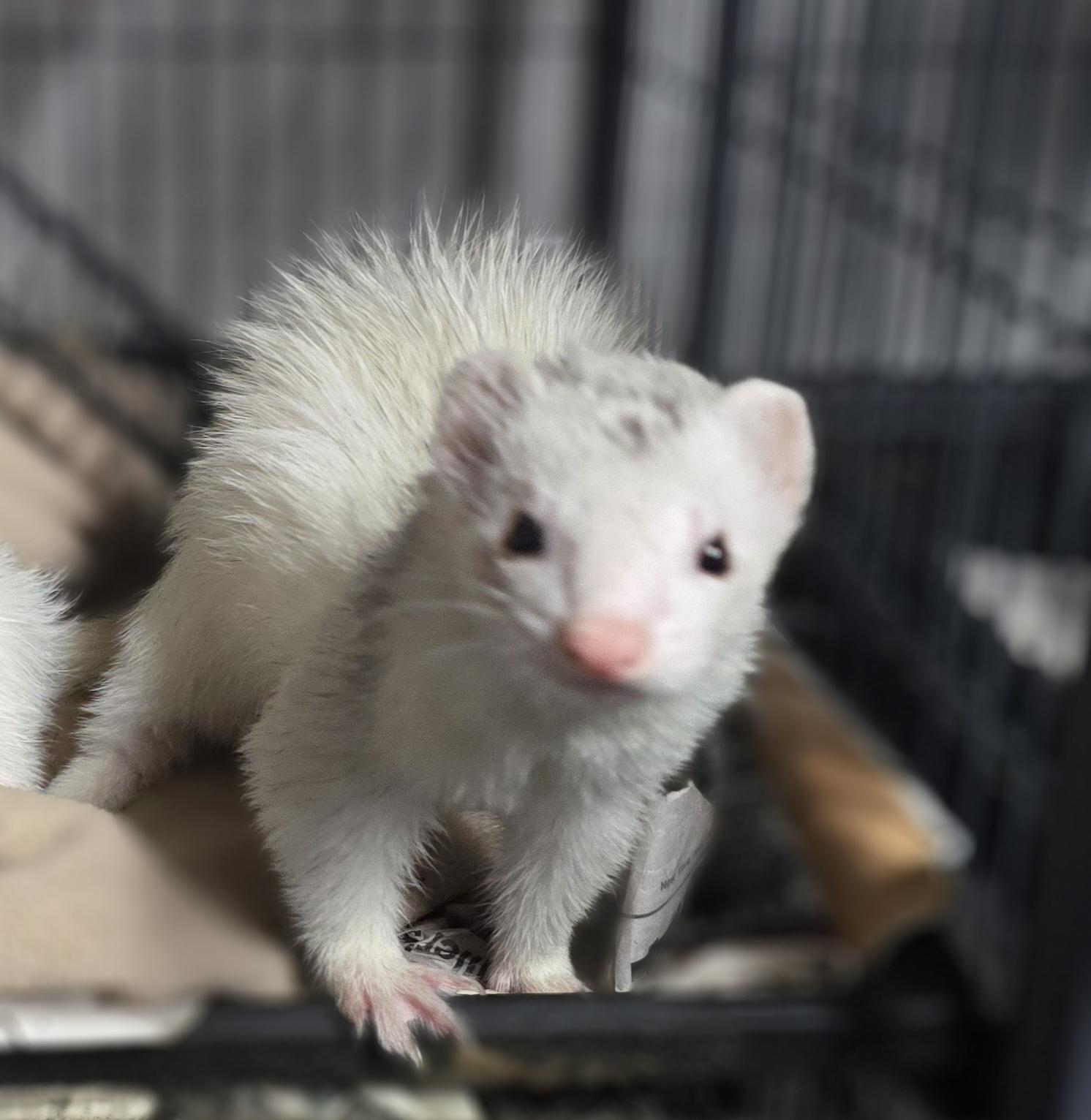 Bear and Coco, ADOPTABLE, Senior Female Ferret.