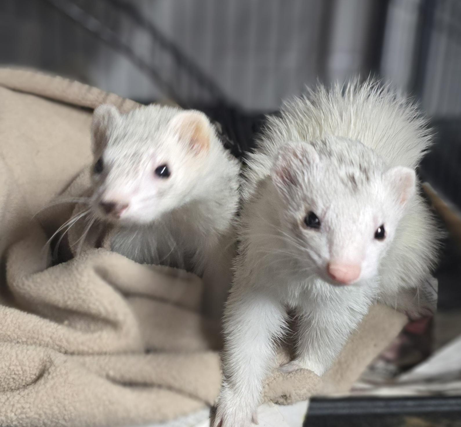 Enlarge Bear and Coco, a ADOPTABLE Ferret in Randolph, NJ image 3/4