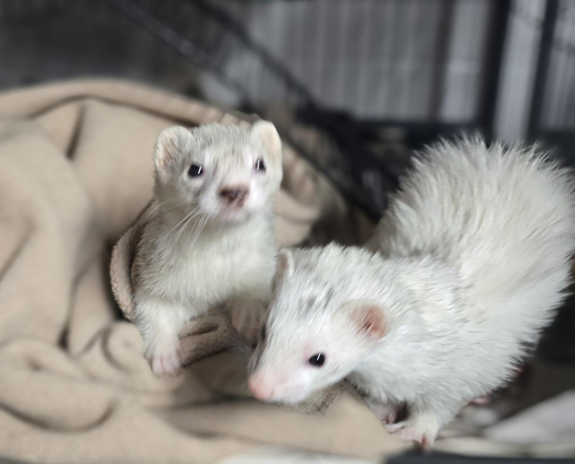 Enlarge Bear and Coco, a ADOPTABLE Ferret in Randolph, NJ image 2/4