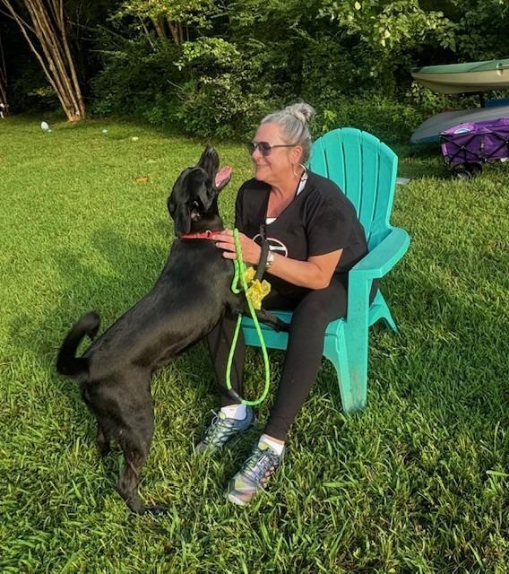 Quest, Adoptable, Young Female Labrador Retriever & English Pointer.