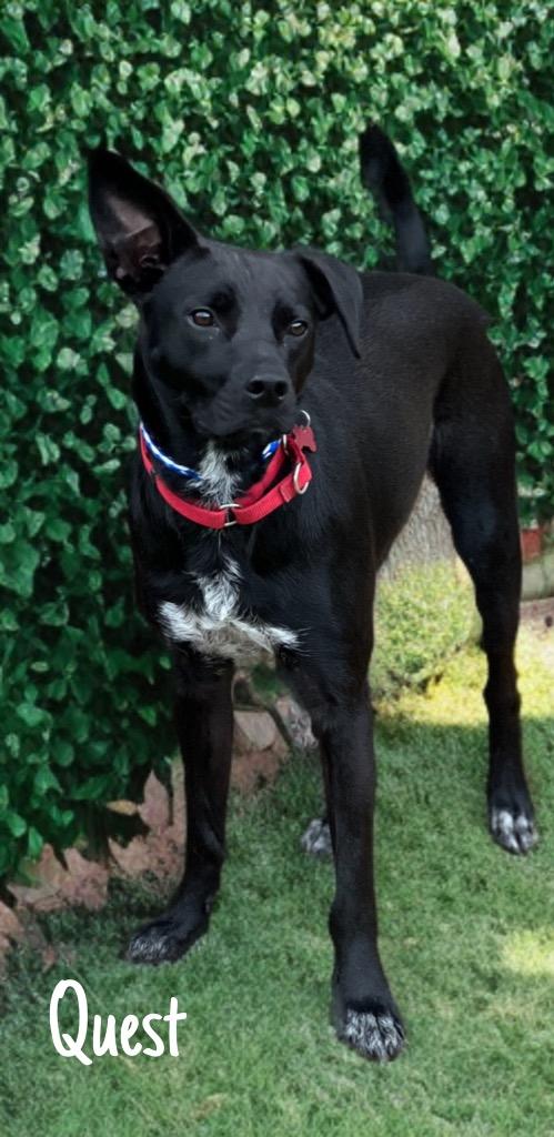 Enlarge Quest, a Adoptable mixed breed in Dalton, GA image 4/6