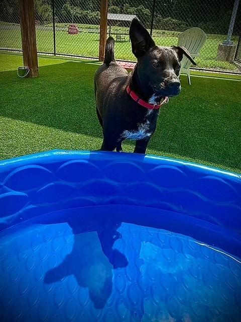 Enlarge Quest, a Adoptable mixed breed in Dalton, GA image 2/6
