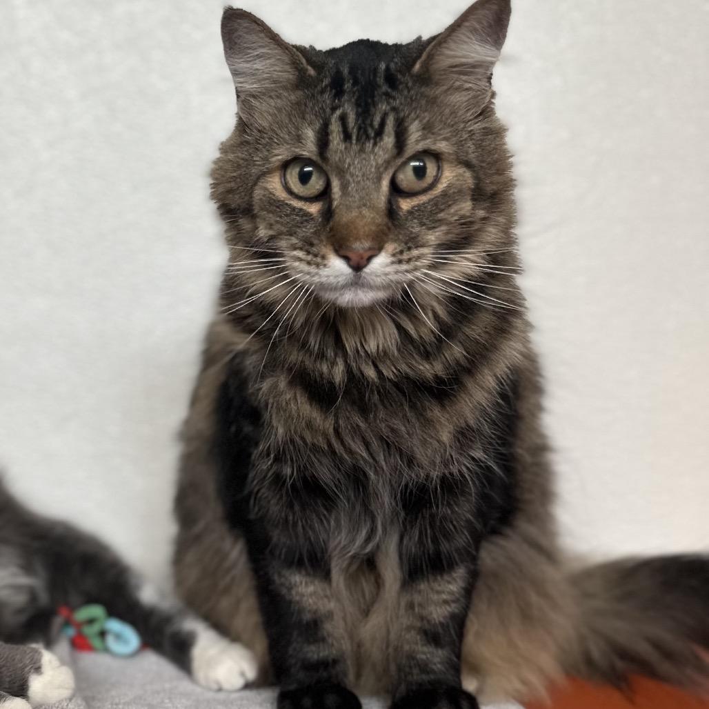 Wiley, a Adoptable Domestic Long Hair in Glenwood Springs, CO image 1/3