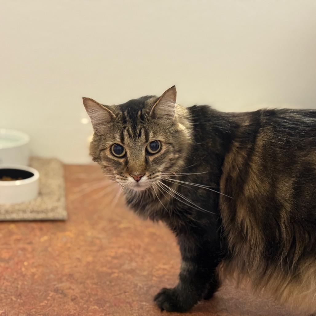 Wiley, a Adoptable Domestic Long Hair in Glenwood Springs, CO image 2/3