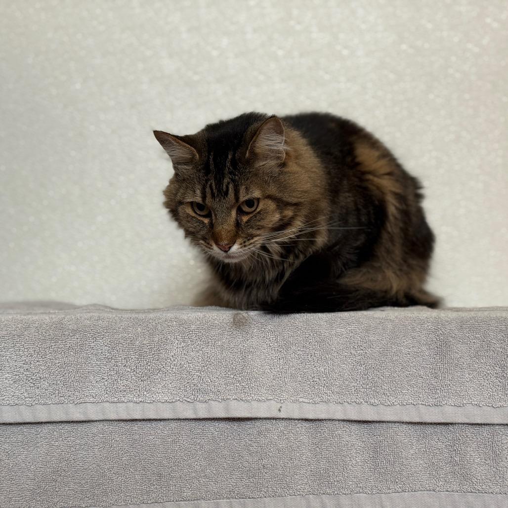 Wiley, a Adoptable Domestic Long Hair in Glenwood Springs, CO image 3/3