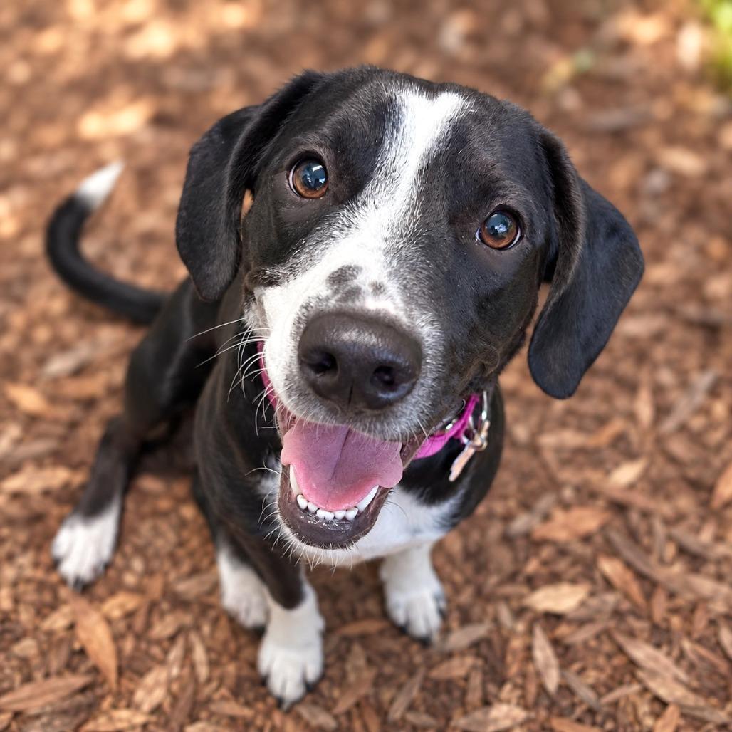 Calla, Adoptable, Young Female Beagle & Hound.