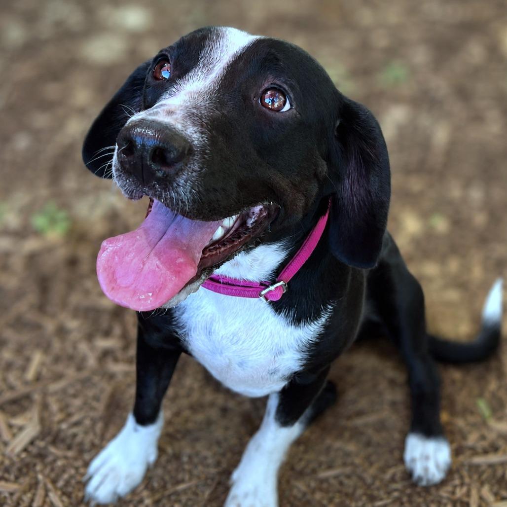 Enlarge Calla, a Adoptable mixed breed in Boerne, TX image 2/6
