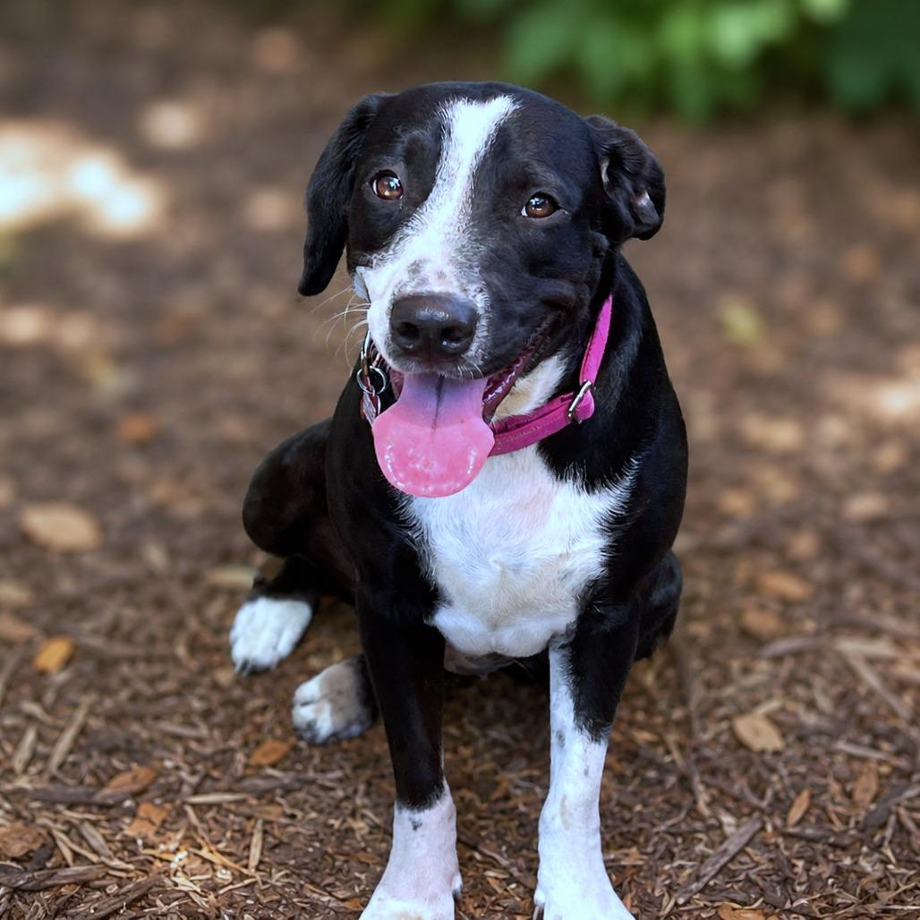 Enlarge Calla, a Adoptable mixed breed in Boerne, TX image 3/6