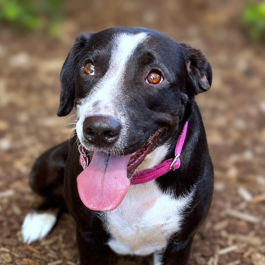 Enlarge Calla, a Adoptable mixed breed in Boerne, TX image 5/6