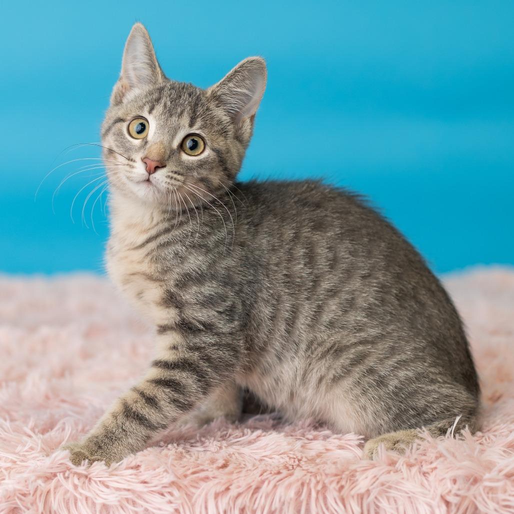 Klover, Adoptable, Kitten Female Domestic Short Hair.