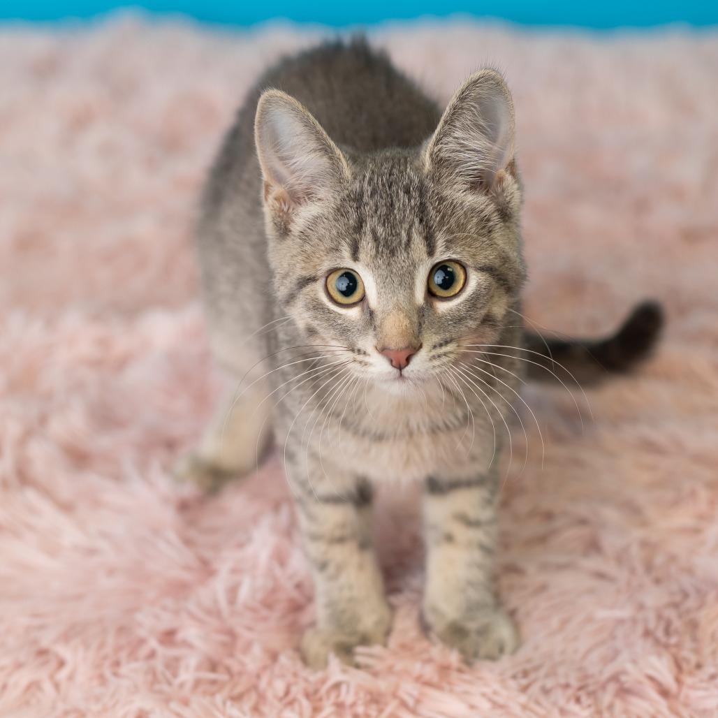 Enlarge Klover, a Adoptable Domestic Short Hair in St. Paul, MN image 2/5