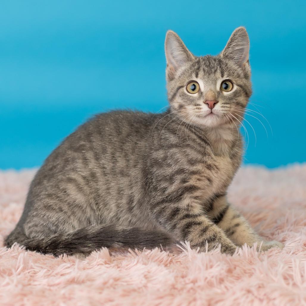 Enlarge Klover, a Adoptable Domestic Short Hair in St. Paul, MN image 3/5