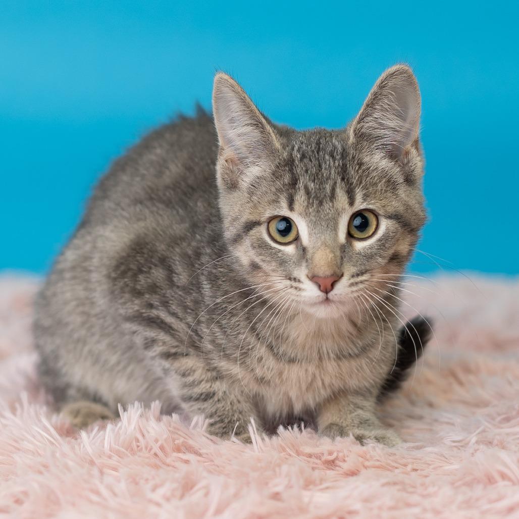 Enlarge Klover, a Adoptable Domestic Short Hair in St. Paul, MN image 4/5