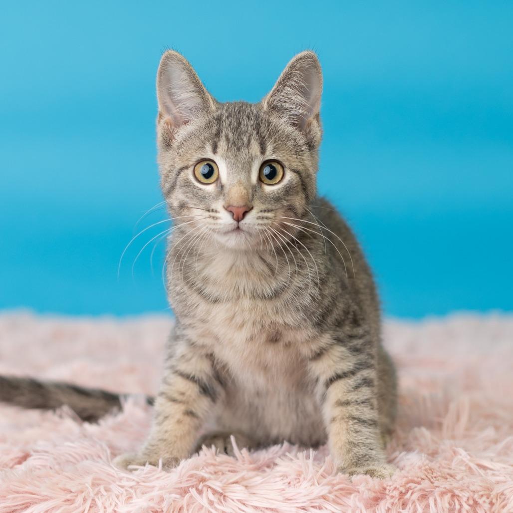 Enlarge Klover, a Adoptable Domestic Short Hair in St. Paul, MN image 5/5