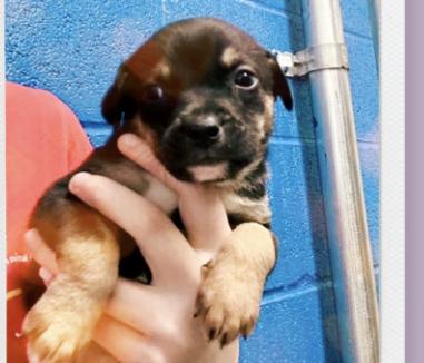 Cricket , ADOPTABLE, Puppy Male Pug.