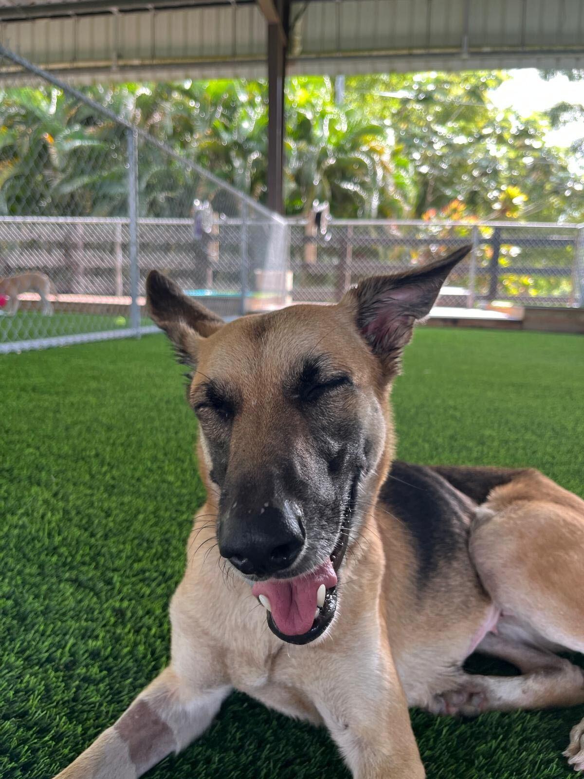 Enlarge Valka, a ADOPTABLE mixed breed in Brooklyn, NY image 1/5