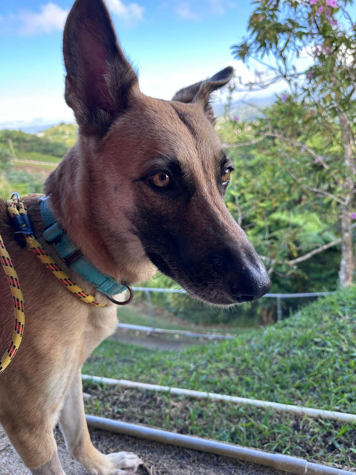 Enlarge Valka, a ADOPTABLE mixed breed in Brooklyn, NY image 2/5