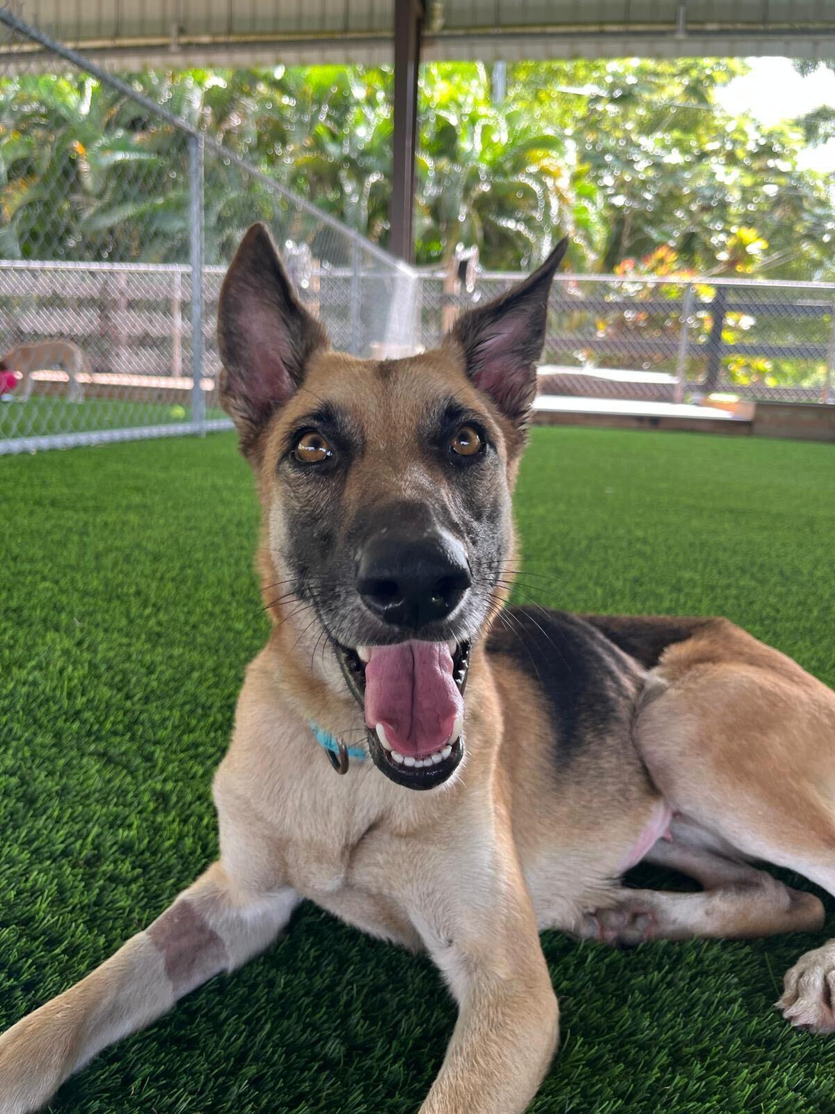 Enlarge Valka, a ADOPTABLE mixed breed in Brooklyn, NY image 3/5