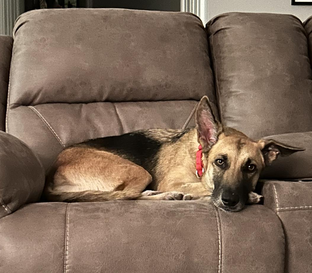 Enlarge Valka, a ADOPTABLE mixed breed in Brooklyn, NY image 2/5