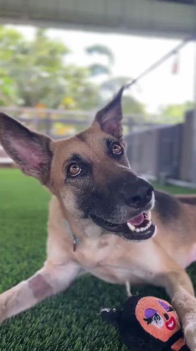 Enlarge Valka, a ADOPTABLE mixed breed in Brooklyn, NY video 5/5