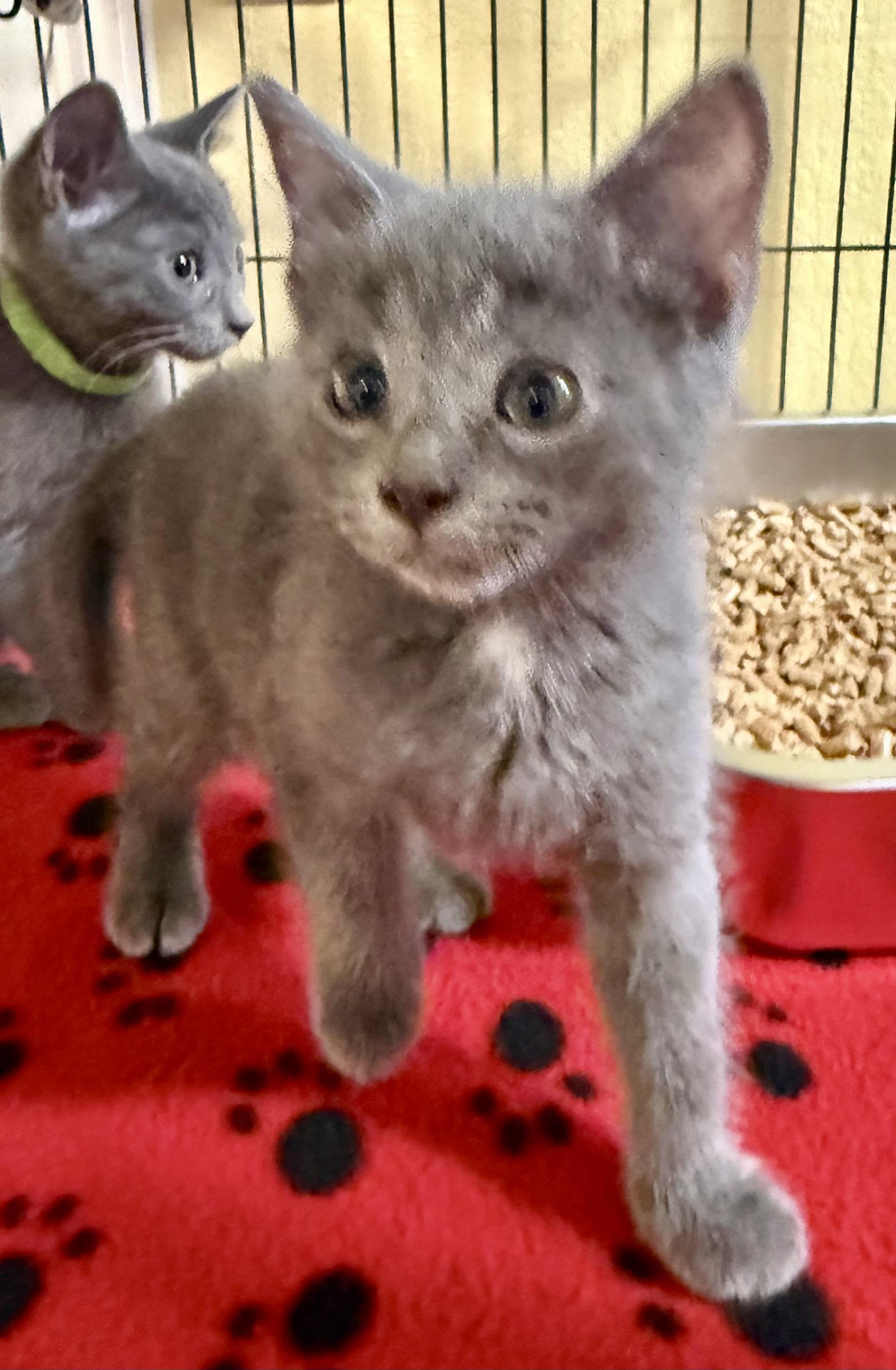 Enlarge Simon, a ADOPTABLE mixed breed in New Port Richey, FL image 1/1