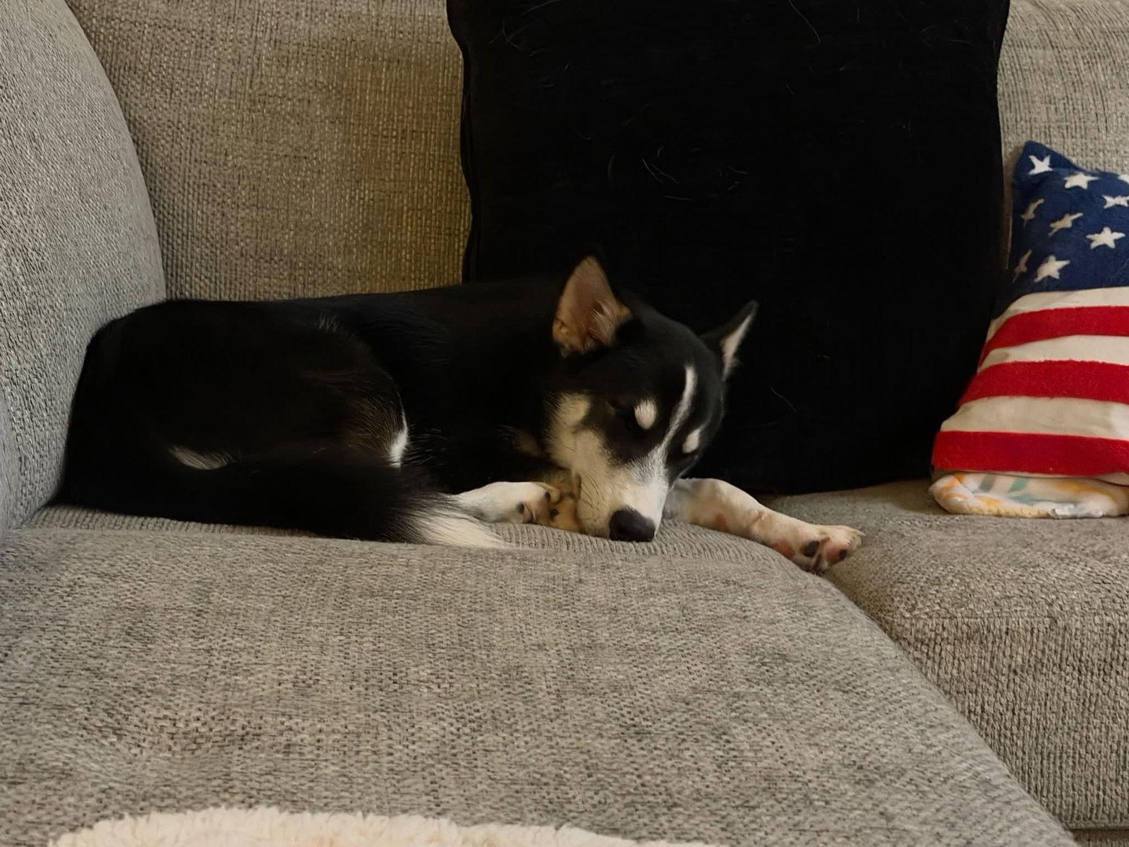 Enlarge Cannoli, a Adoptable Siberian Husky in Carrollton, TX image 1/2