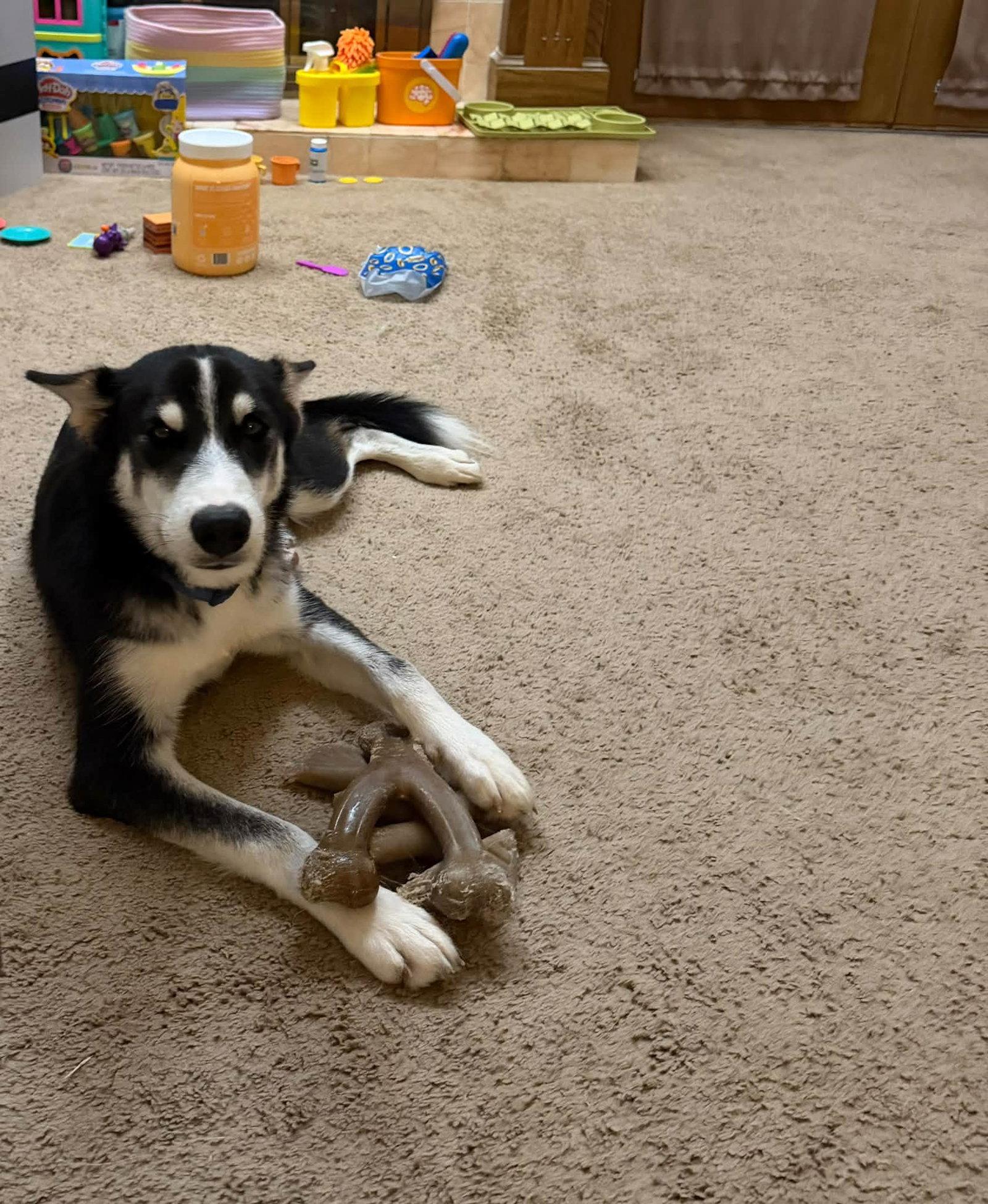 Enlarge Cannoli, a Adoptable Siberian Husky in Carrollton, TX image 2/2