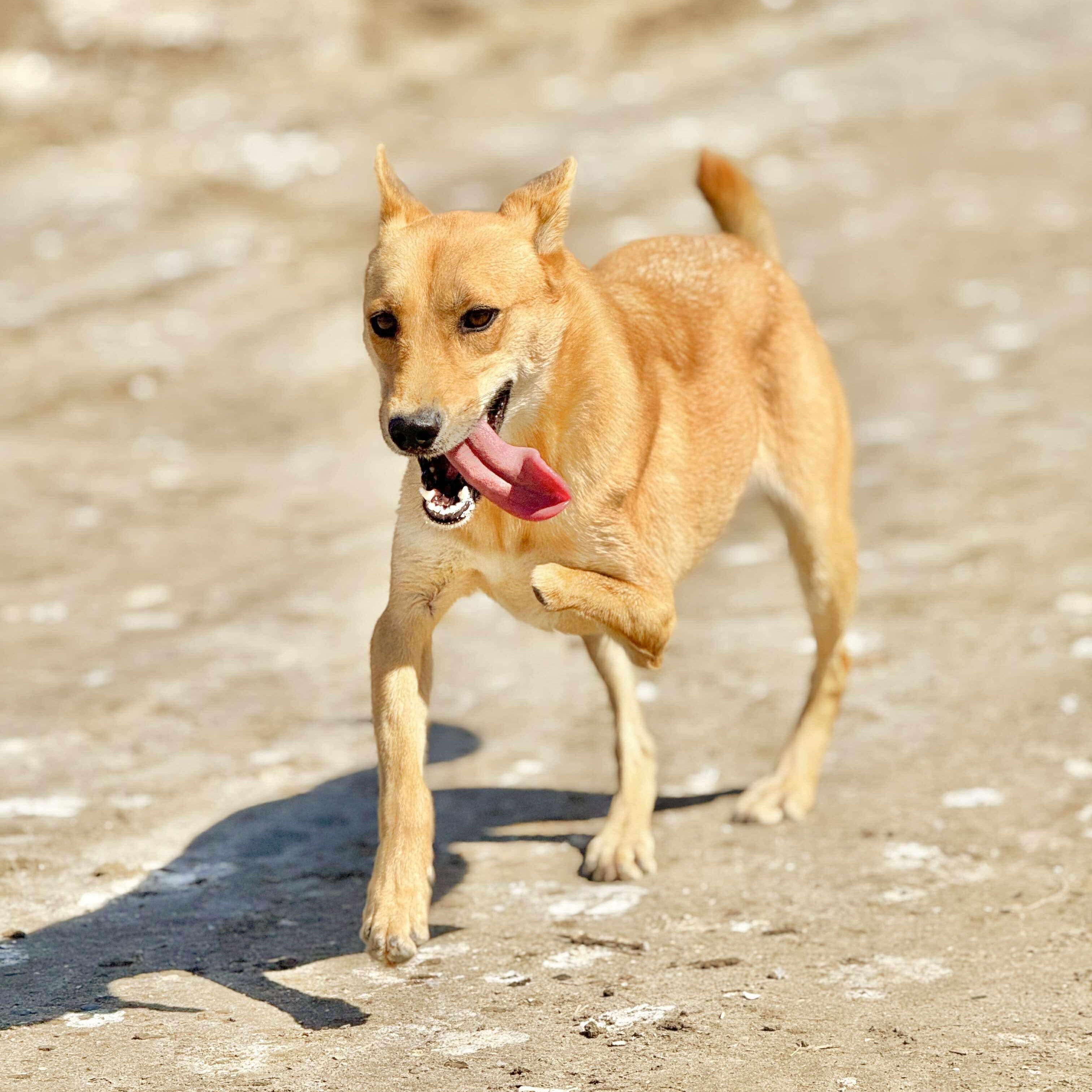 Hidari, Adoptable, Adult Female Shiba Inu & Labrador Retriever.