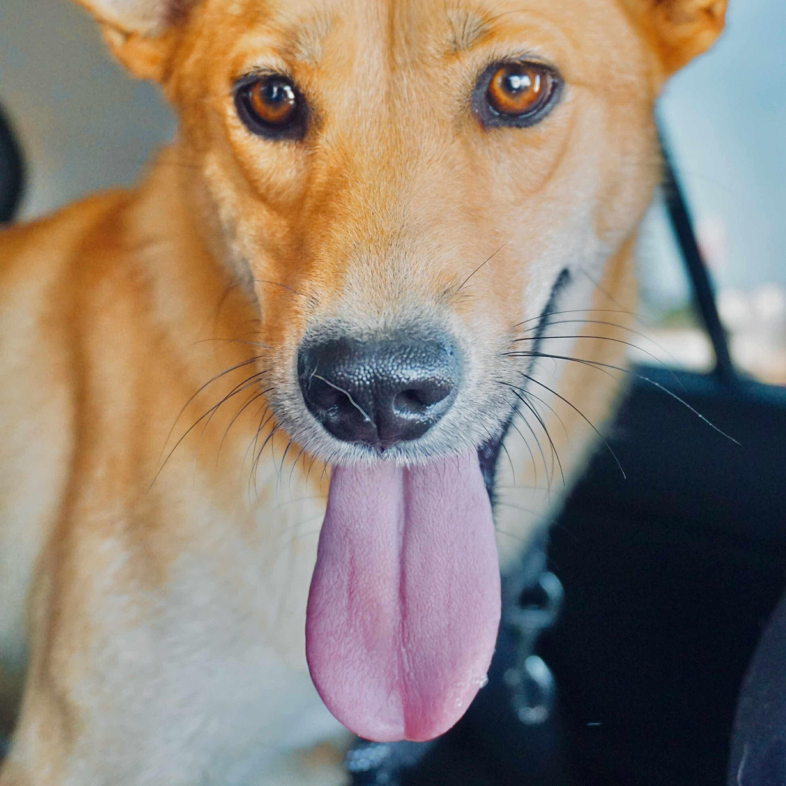 Hidari, a Adoptable mixed breed in San Diego, CA image 2/3