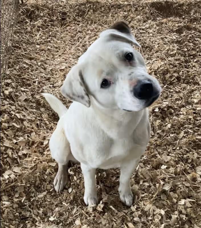 Opal, a ADOPTABLE mixed breed in Huntsville, AL image 4/4