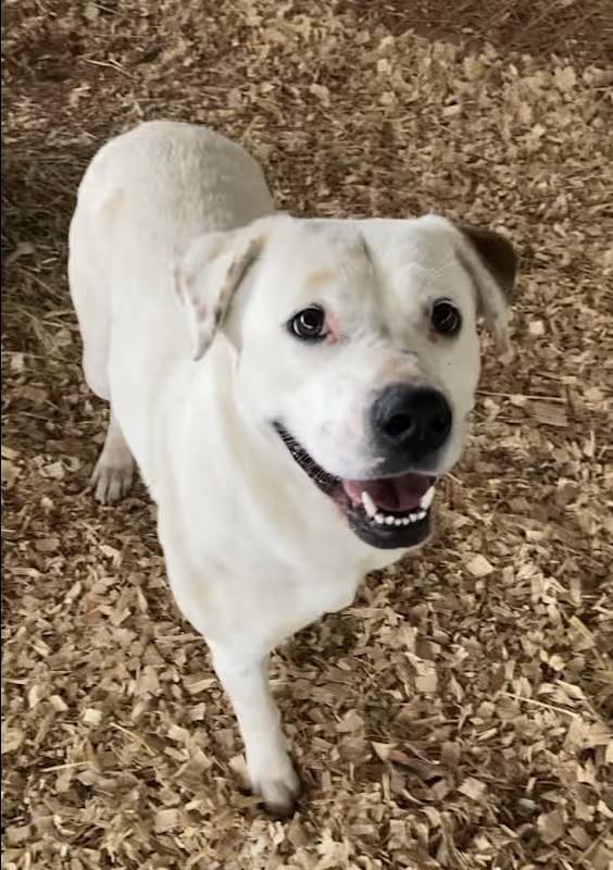 Opal, a ADOPTABLE mixed breed in Huntsville, AL image 2/4