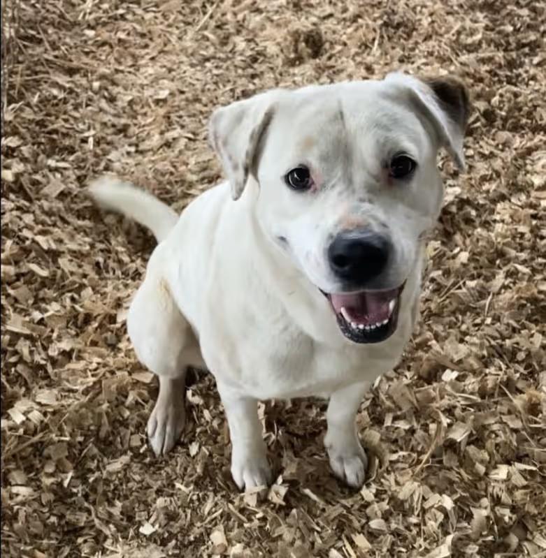 Opal, a ADOPTABLE mixed breed in Huntsville, AL image 1/4