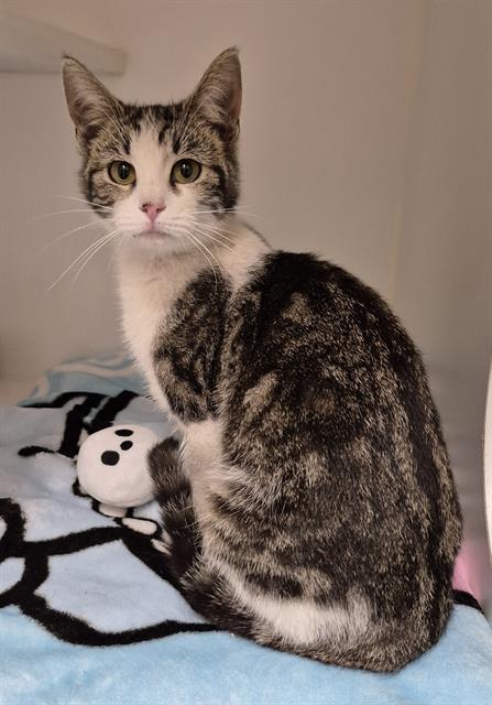 Enlarge LISA, a Adoptable Domestic Short Hair in Lodi, CA image 1/1