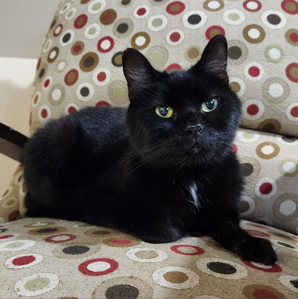 Enlarge Hex, a Adoptable Domestic Short Hair in Indianapolis, IN image 1/1