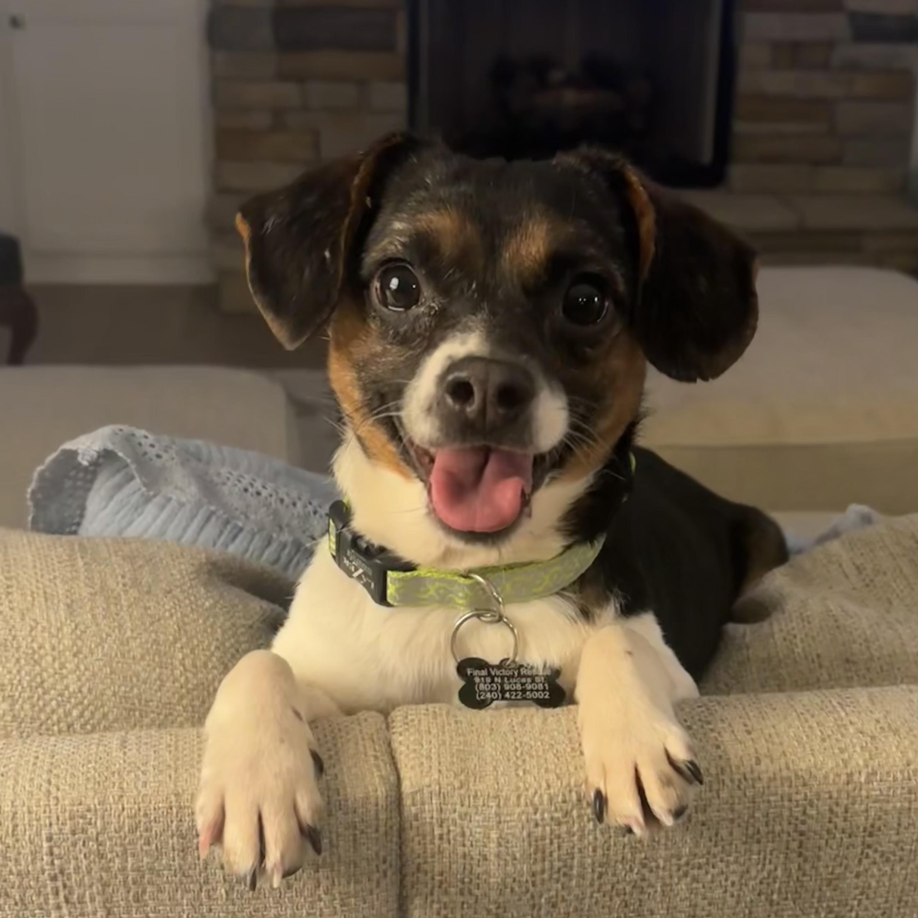 Lion — thumbnail 5