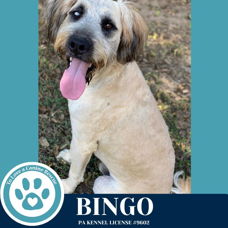 Bingo 110825, Adoptable, Young Male Poodle.