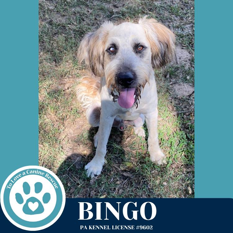 Enlarge Bingo 110825, a Adoptable mixed breed in Kimberton, PA image 2/2