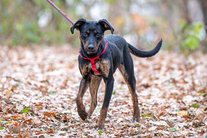 Remington, Adoptable, Adult Male Doberman Pinscher & Mixed Breed.