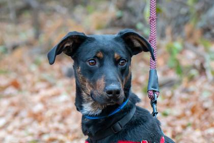 Remington, a Adoptable mixed breed in Coon Rapids, MN image 2/3