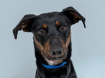 Remington, a Adoptable mixed breed in Coon Rapids, MN image 3/3