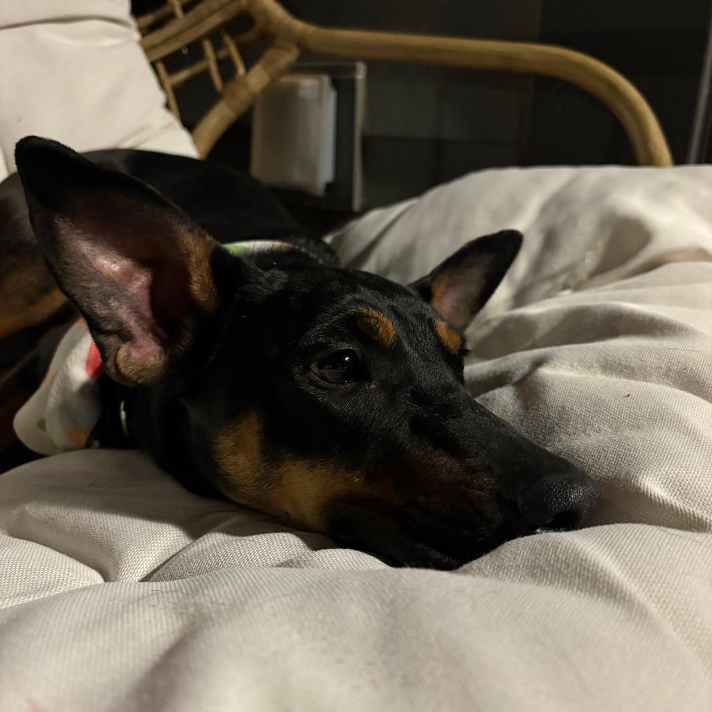 Portabella, Adoptable, Young Female Doberman Pinscher & Australian Kelpie.