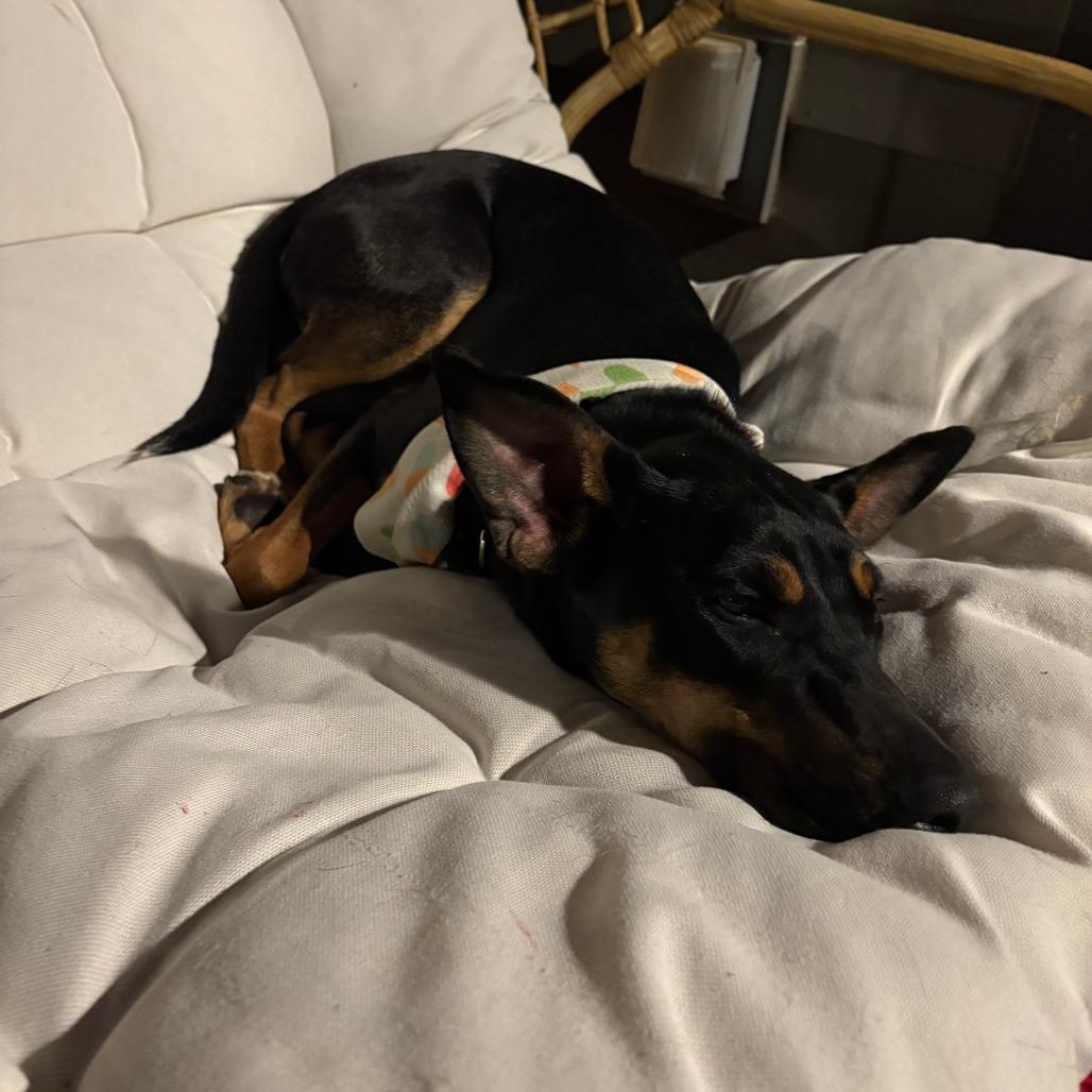 Enlarge Portabella, a Adoptable mixed breed in Nashville, TN image 2/6