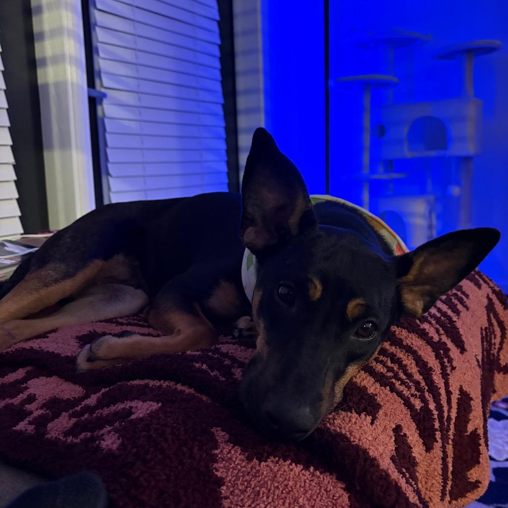 Enlarge Portabella, a Adoptable mixed breed in Nashville, TN image 3/6