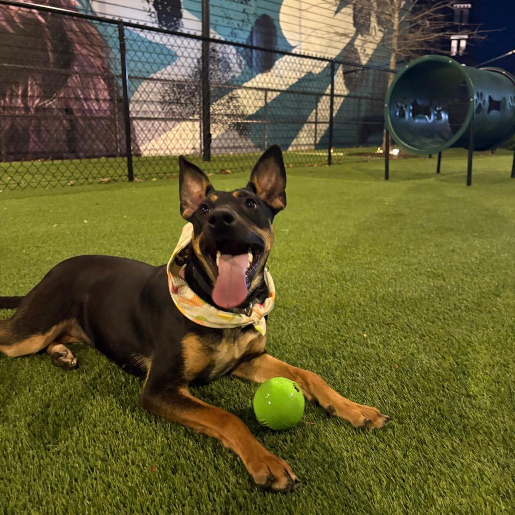 Enlarge Portabella, a Adoptable mixed breed in Nashville, TN image 4/6