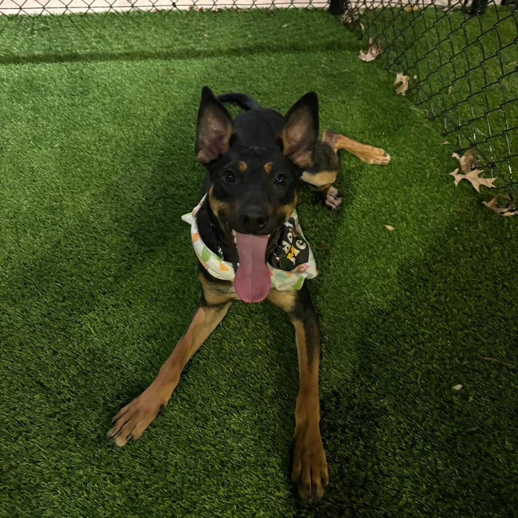 Enlarge Portabella, a Adoptable mixed breed in Nashville, TN image 5/6