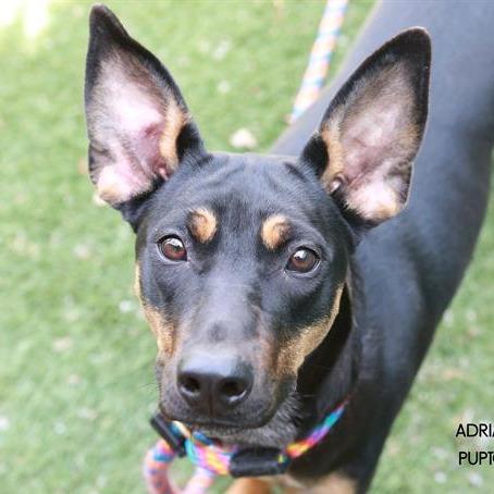 Enlarge Portabella, a Adoptable mixed breed in Nashville, TN image 6/6
