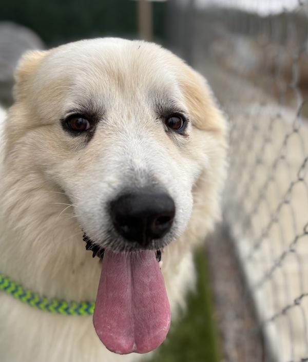 Teddy, Adoptable, Adult Male Great Pyrenees.